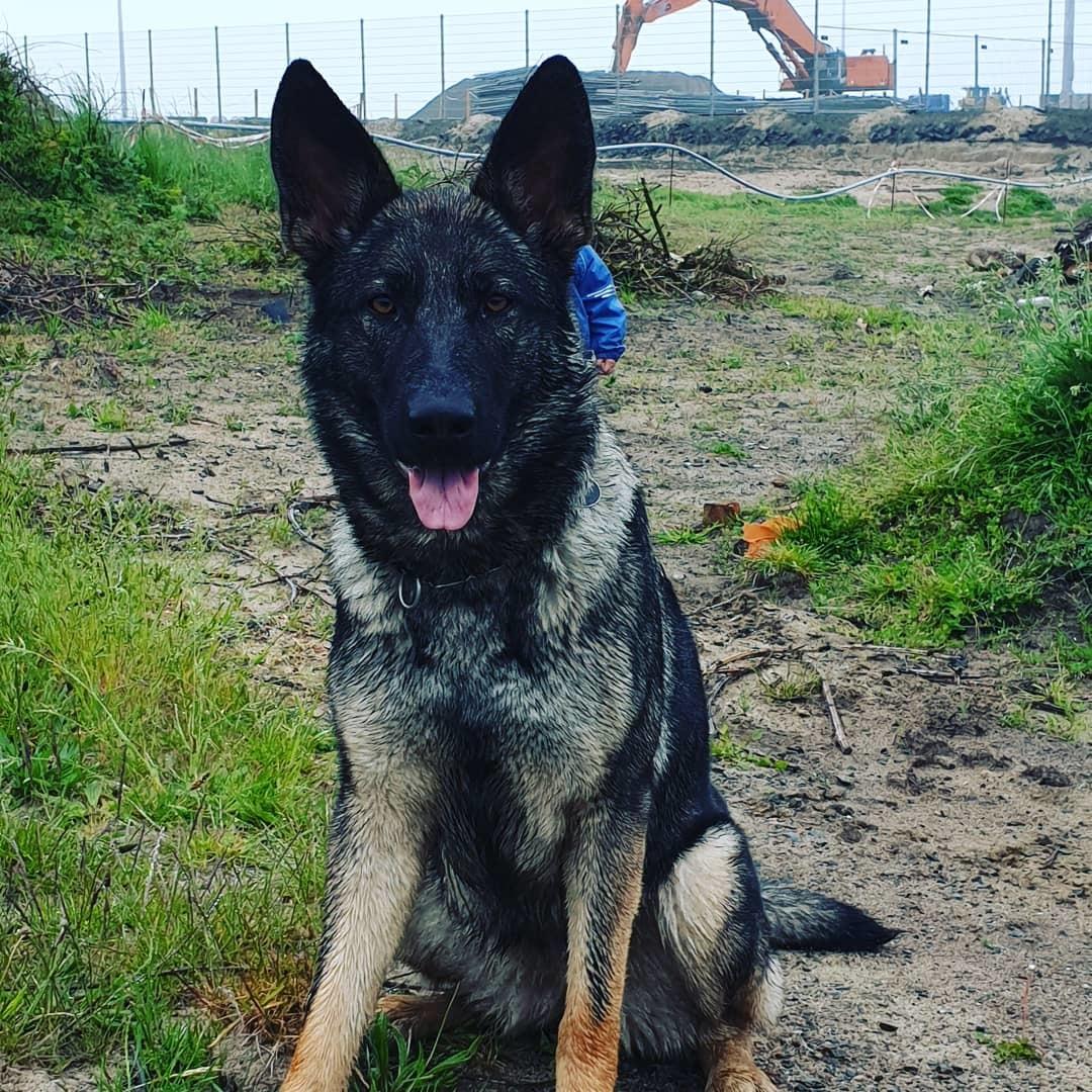 Schæferhund Esso (Haubroe Aud) billede 25