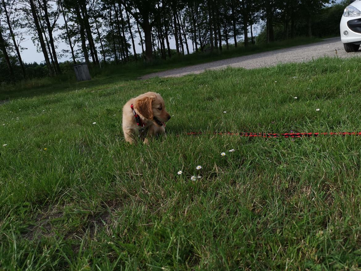 Golden retriever Ellie billede 5