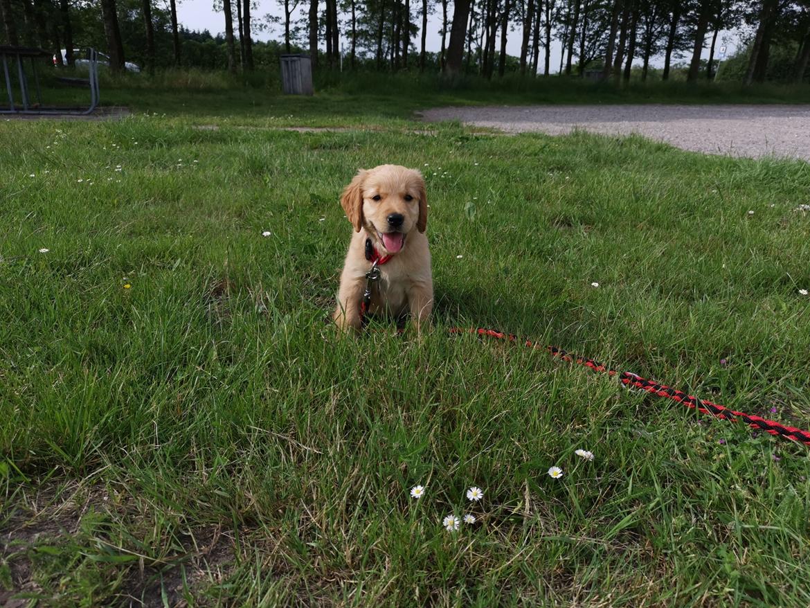 Golden retriever Ellie billede 4