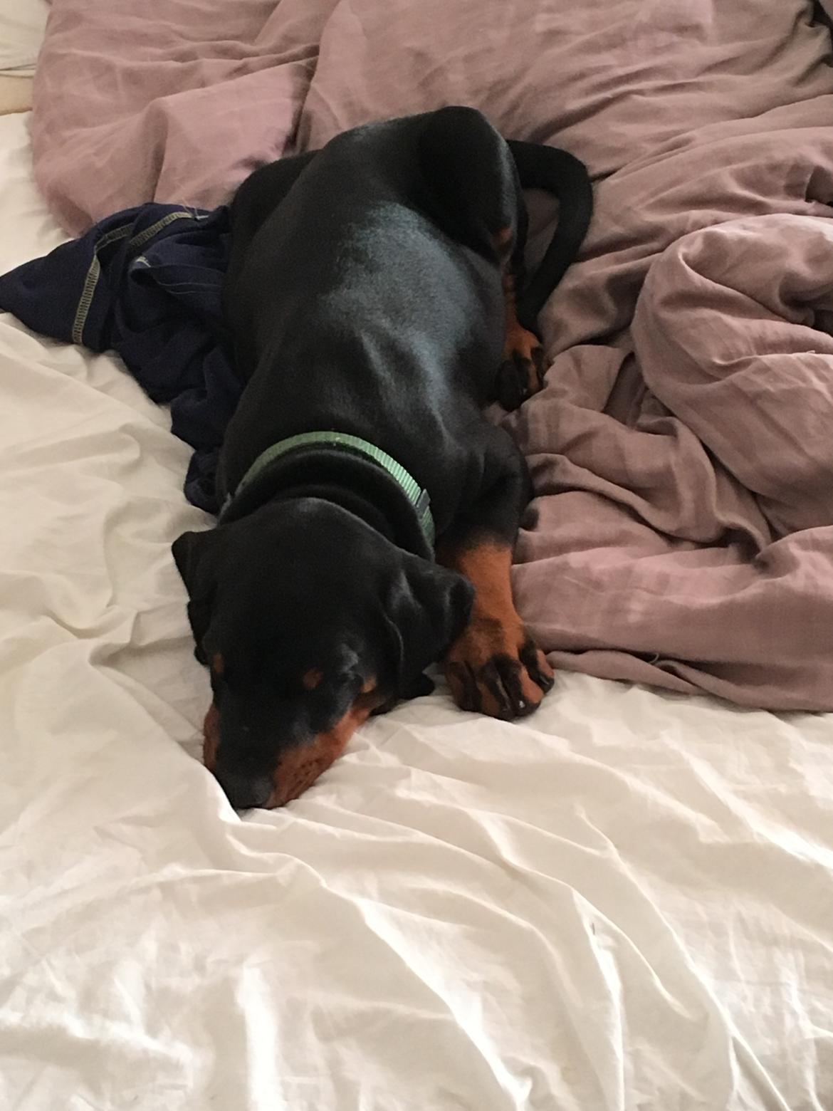 Dobermann Kenobi billede 1