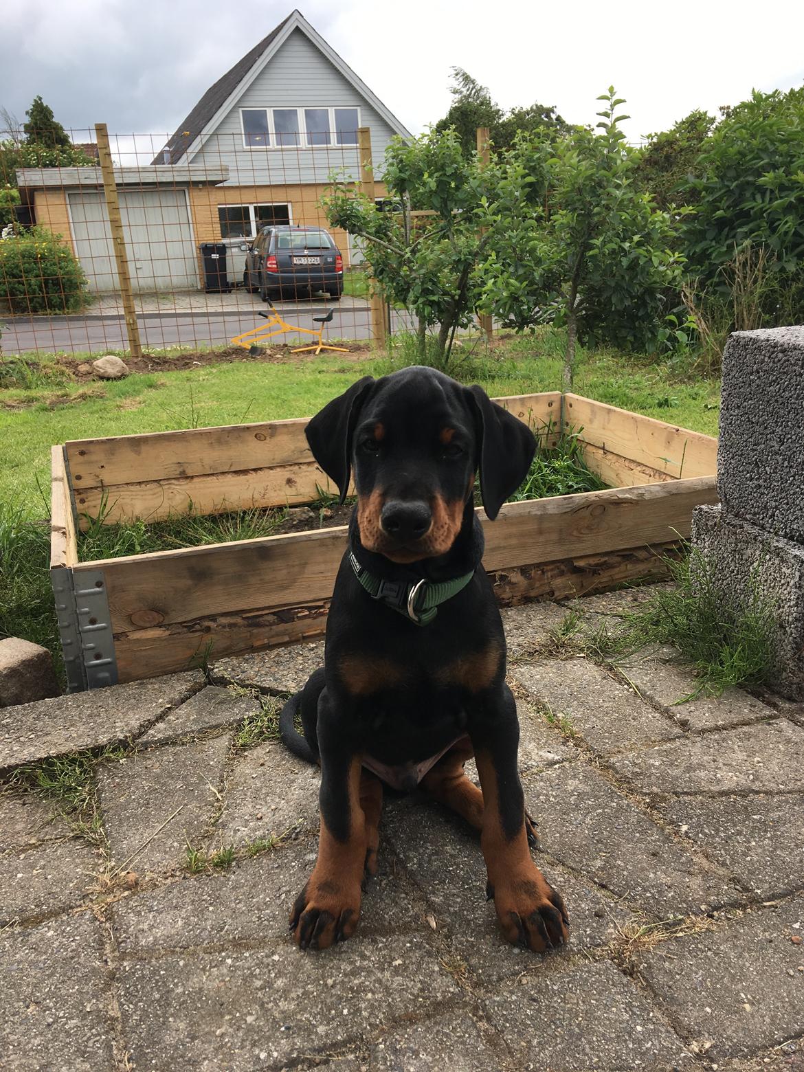 Dobermann Kenobi billede 5