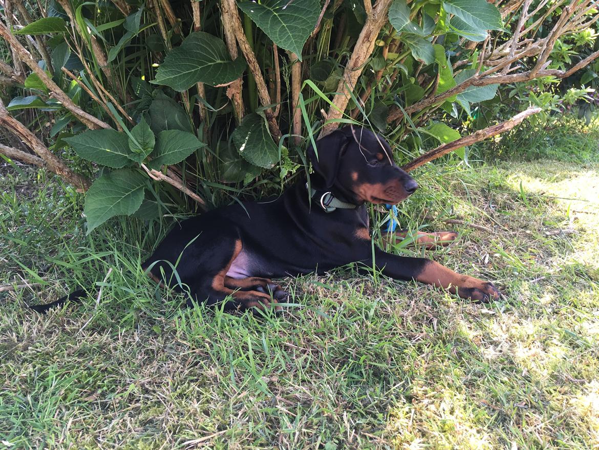 Dobermann Kenobi billede 3