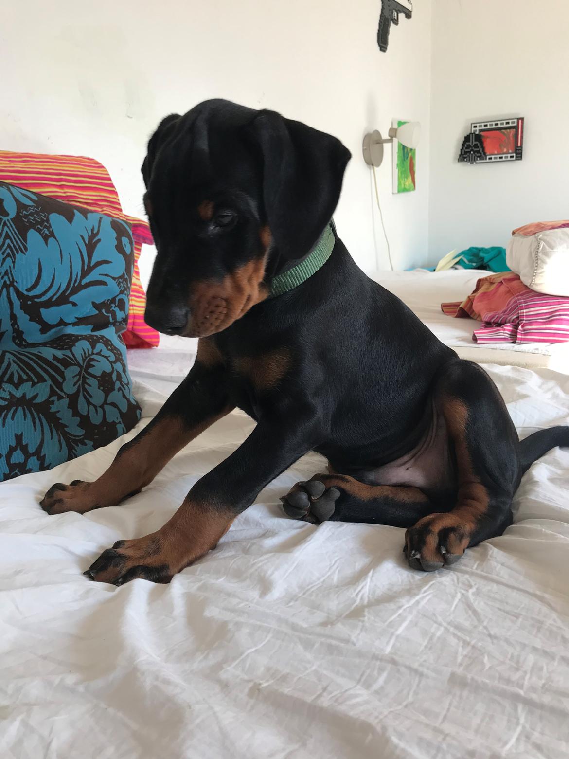 Dobermann Kenobi billede 4