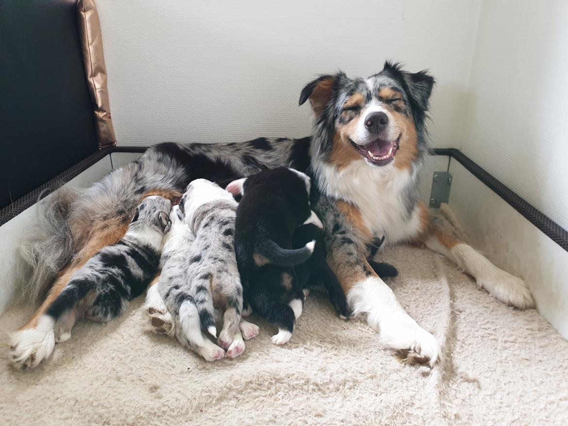 Australian shepherd Nougat billede 6