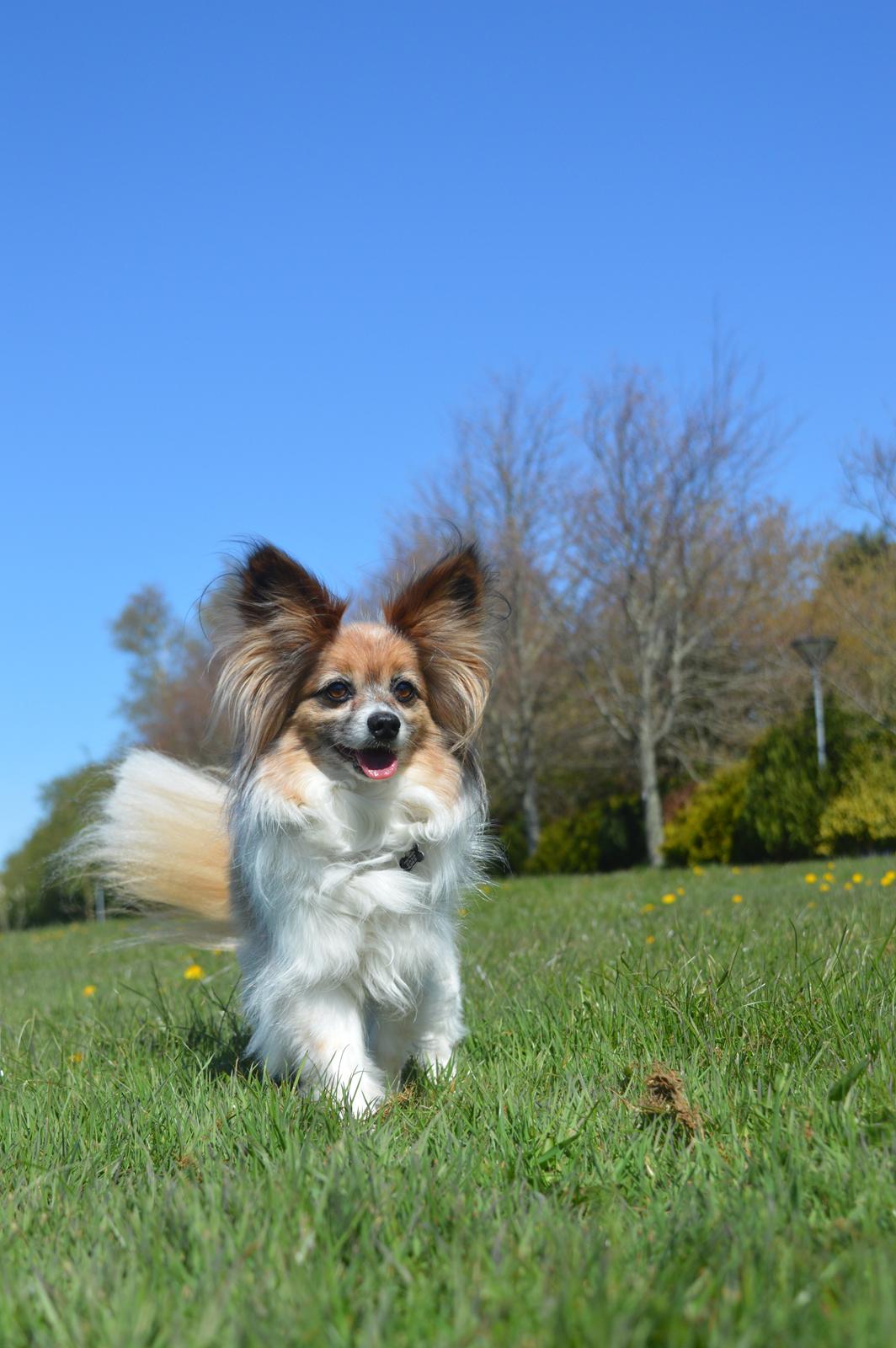 Papillon Charlie billede 43