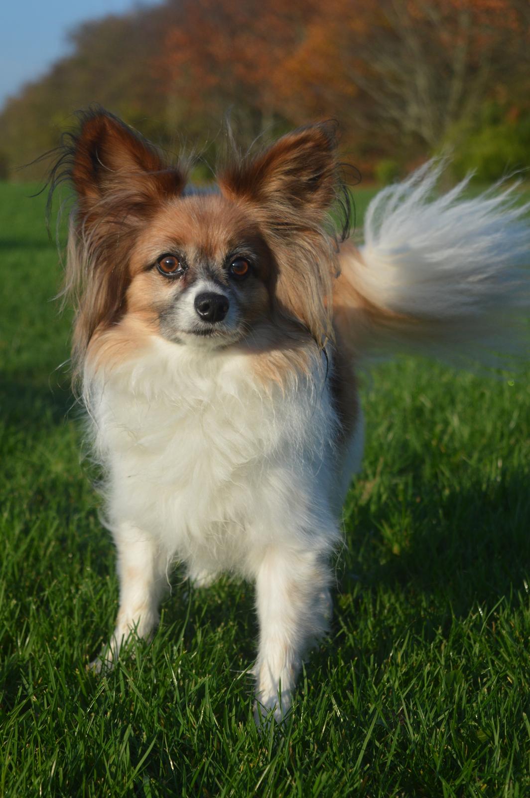 Papillon Charlie billede 44