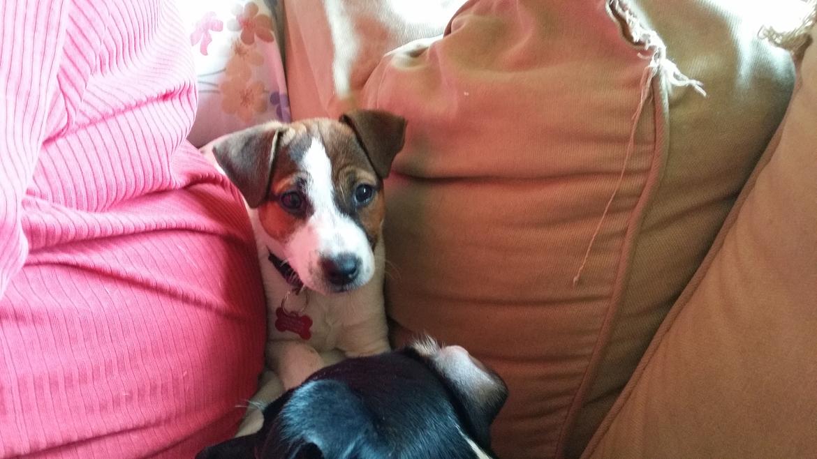 Dansk svensk gaardhund Bjanka billede 8