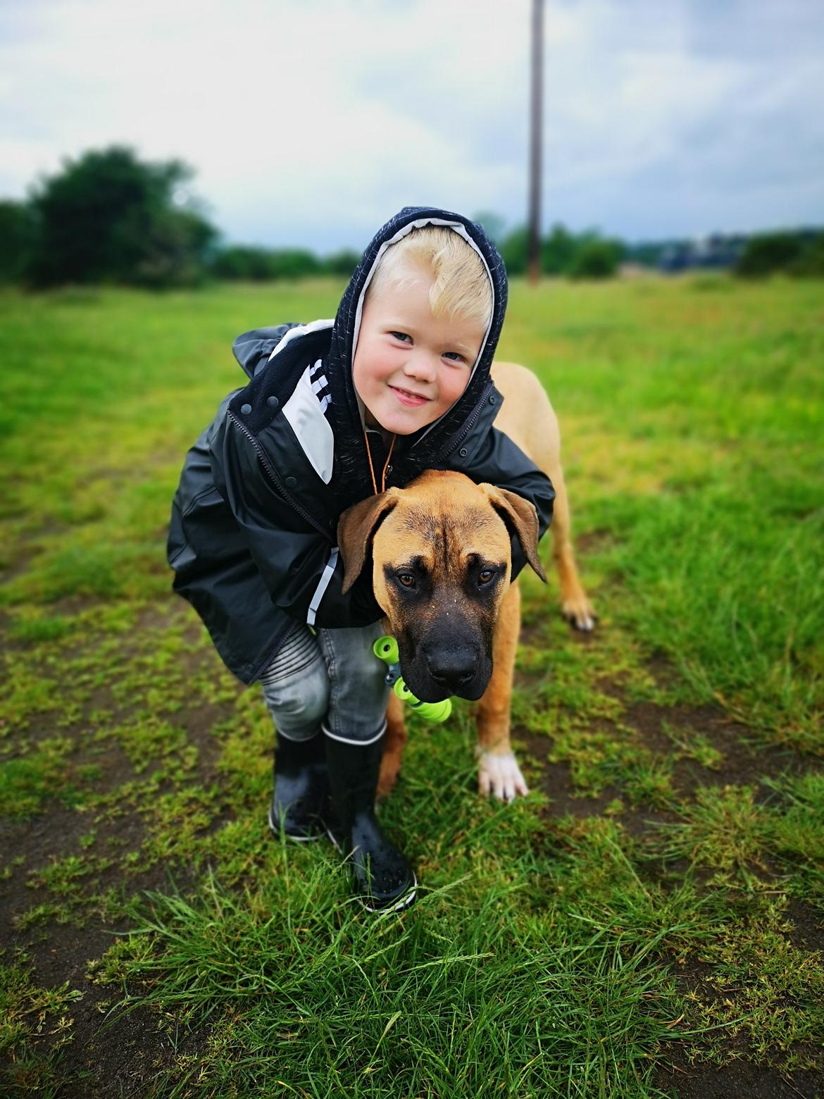 Dogo canario Bolek  billede 32