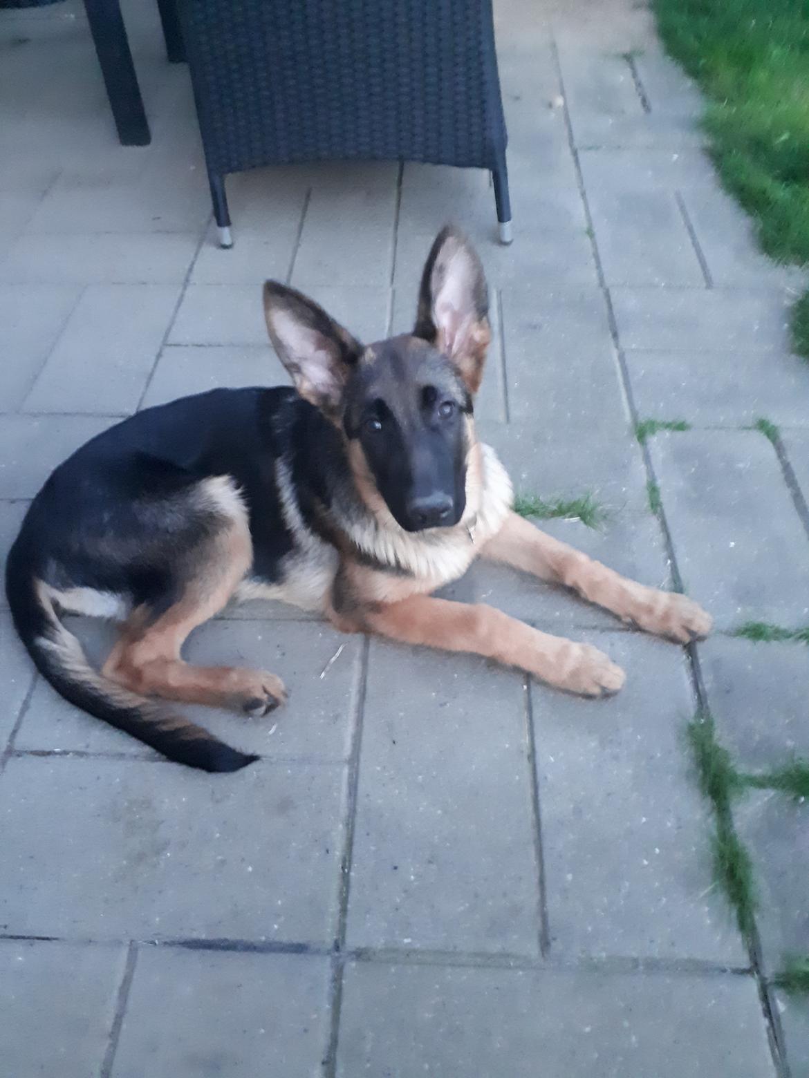 Schæferhund Santo jr. billede 24