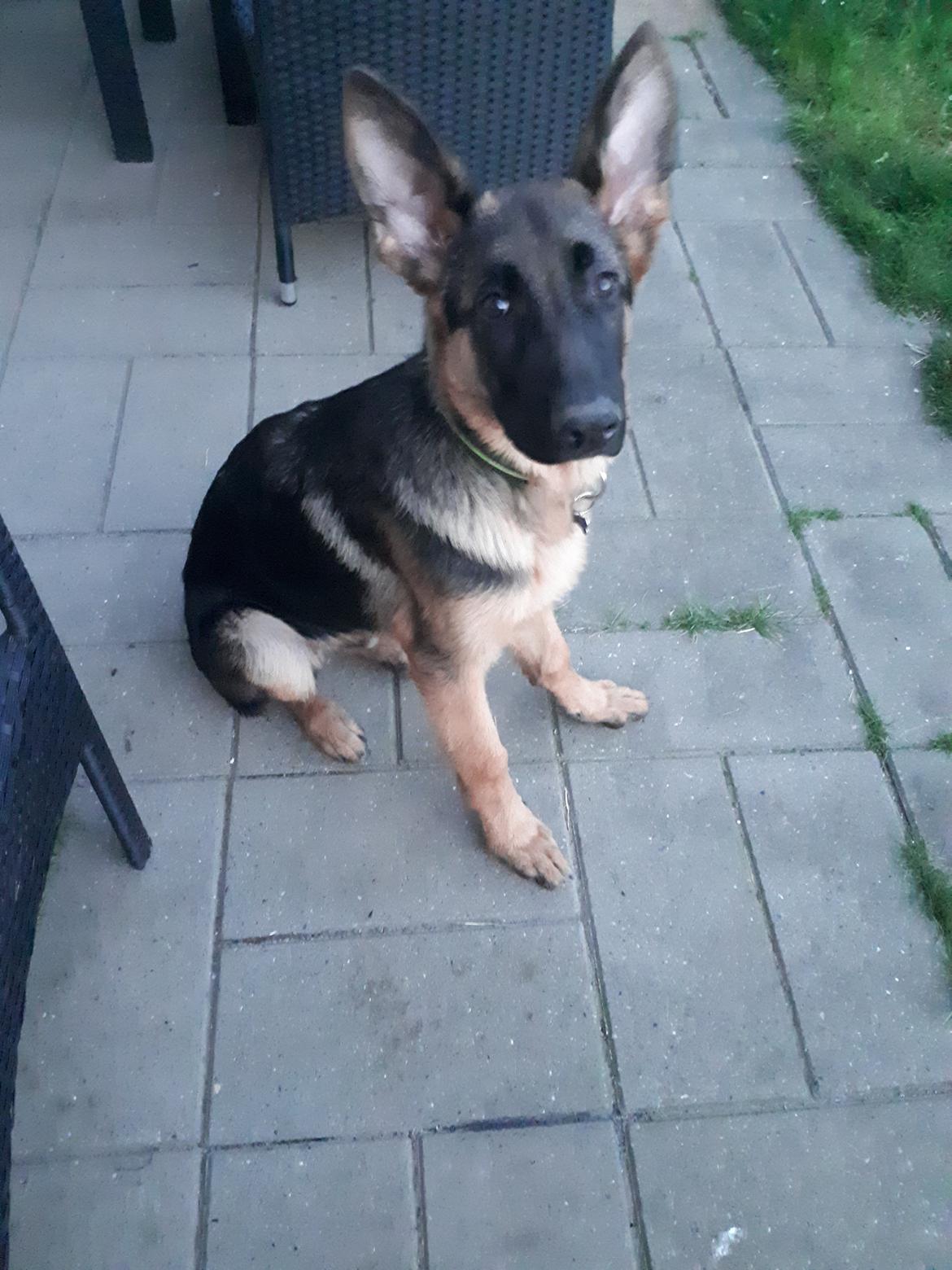 Schæferhund Santo jr. - 4,5 mdr  billede 26