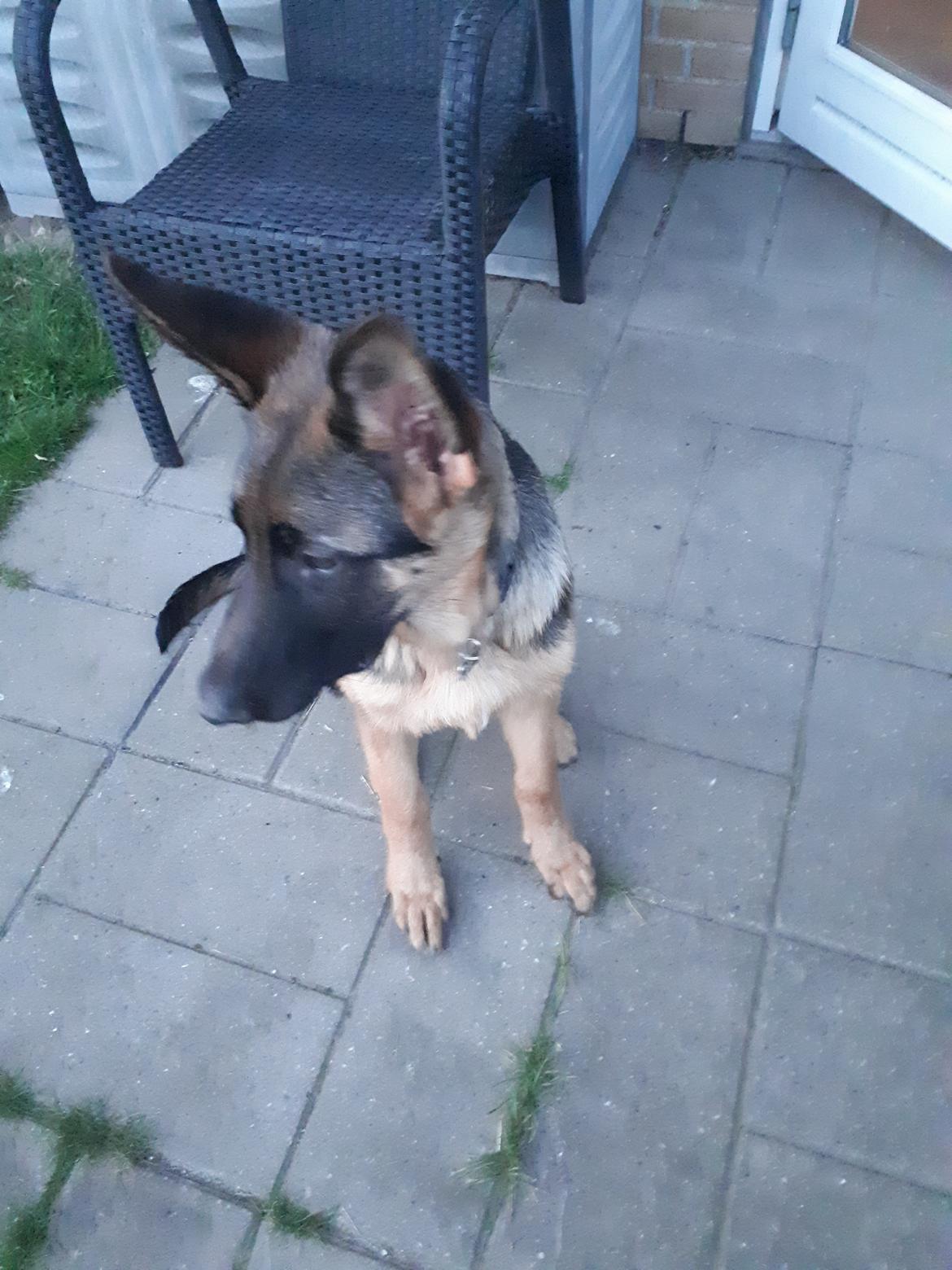 Schæferhund Santo jr. billede 25