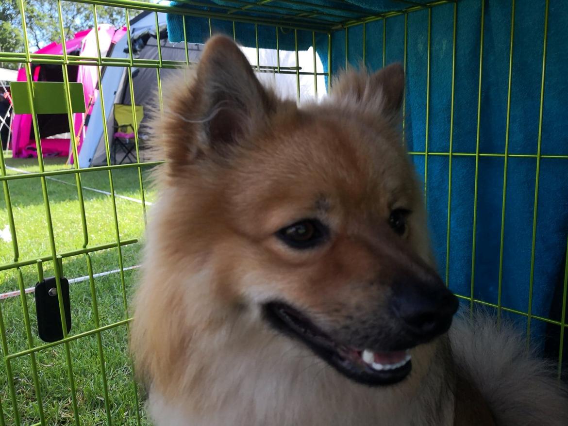 Mittelspitz Ajax billede 14