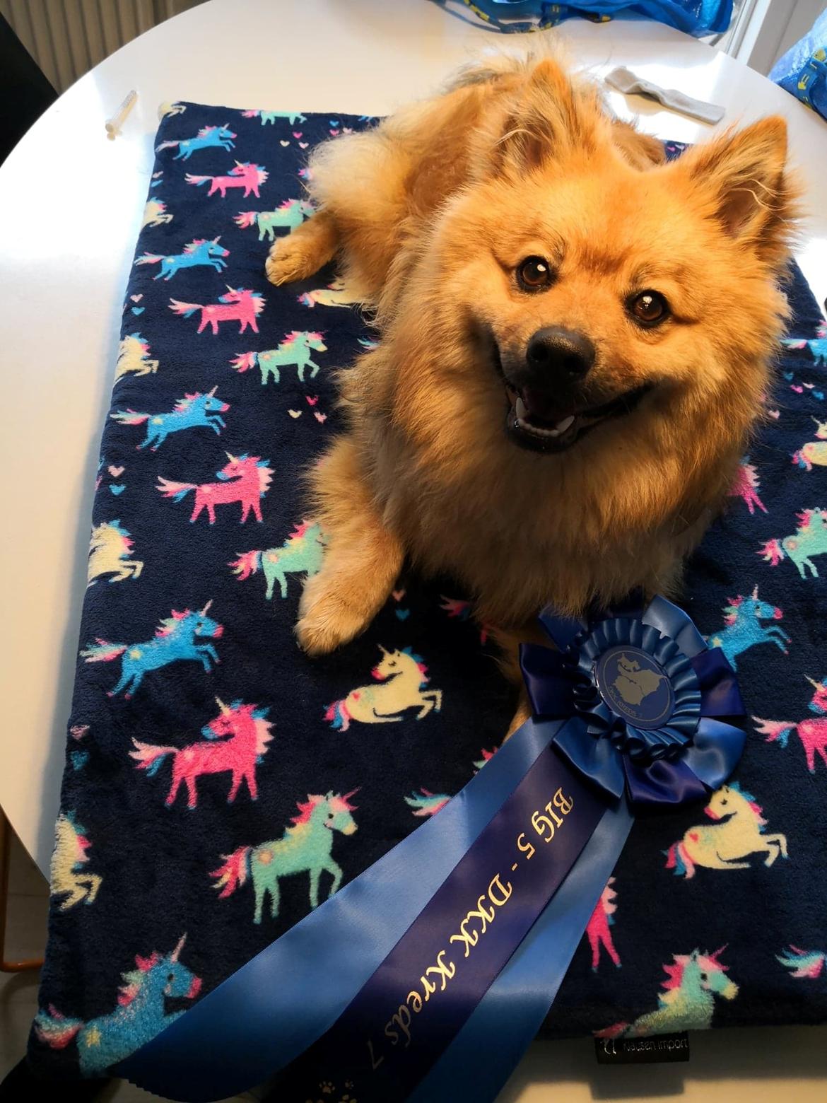 Mittelspitz Ajax billede 9