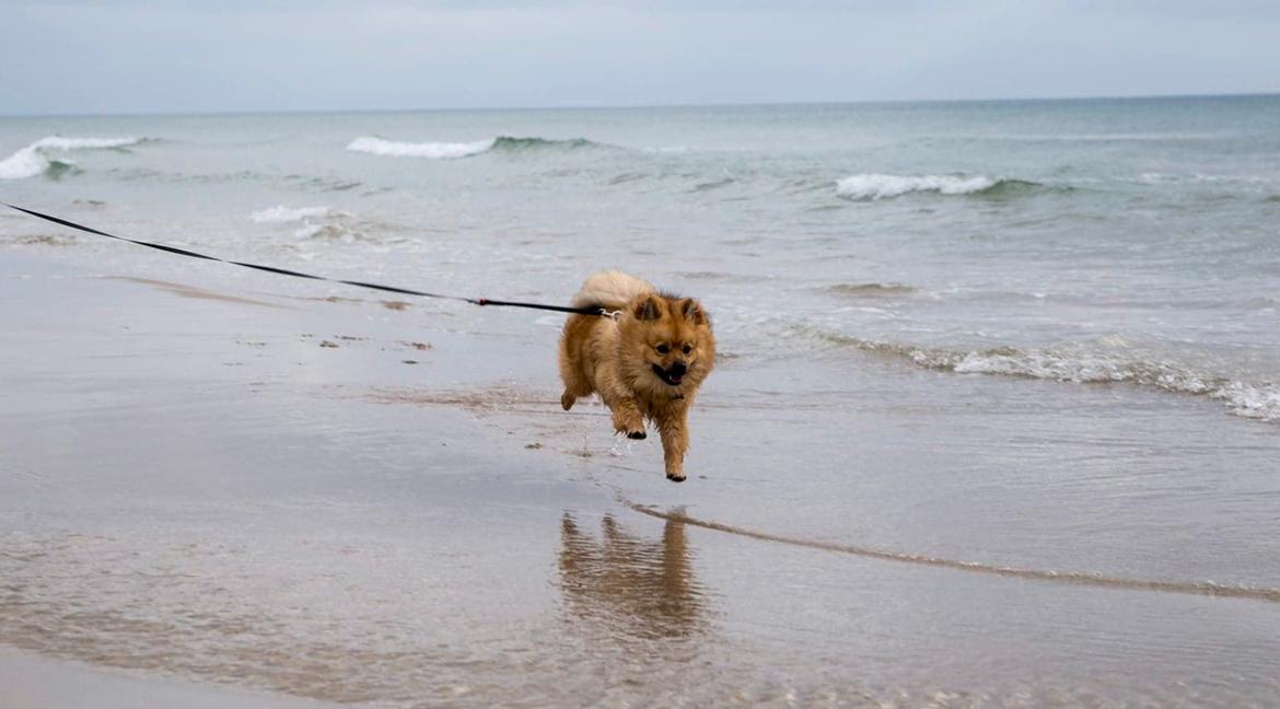 Mittelspitz Ajax billede 10