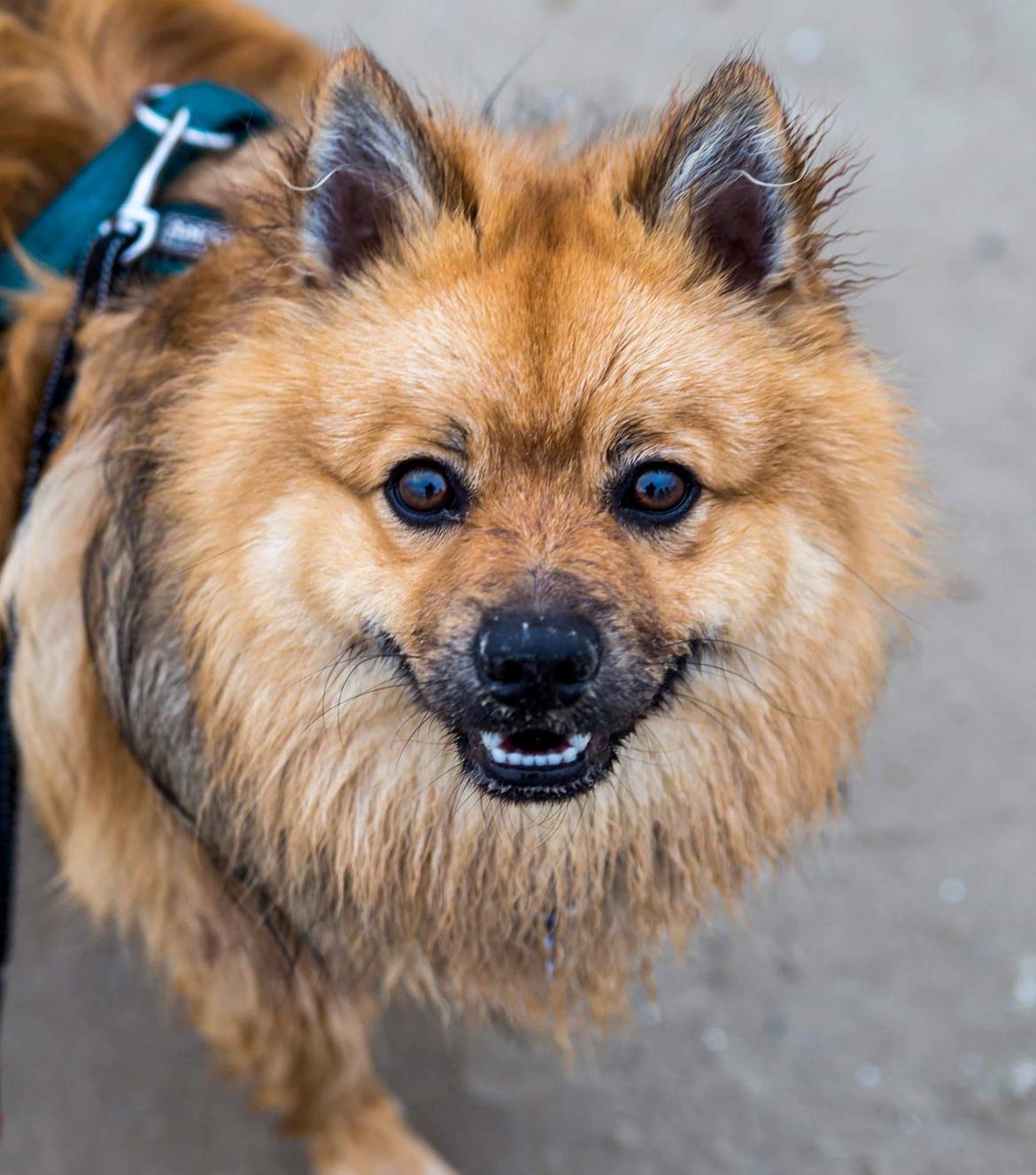 Mittelspitz Ajax billede 2