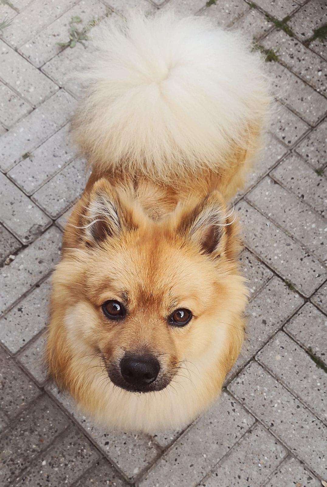 Mittelspitz Ajax billede 4