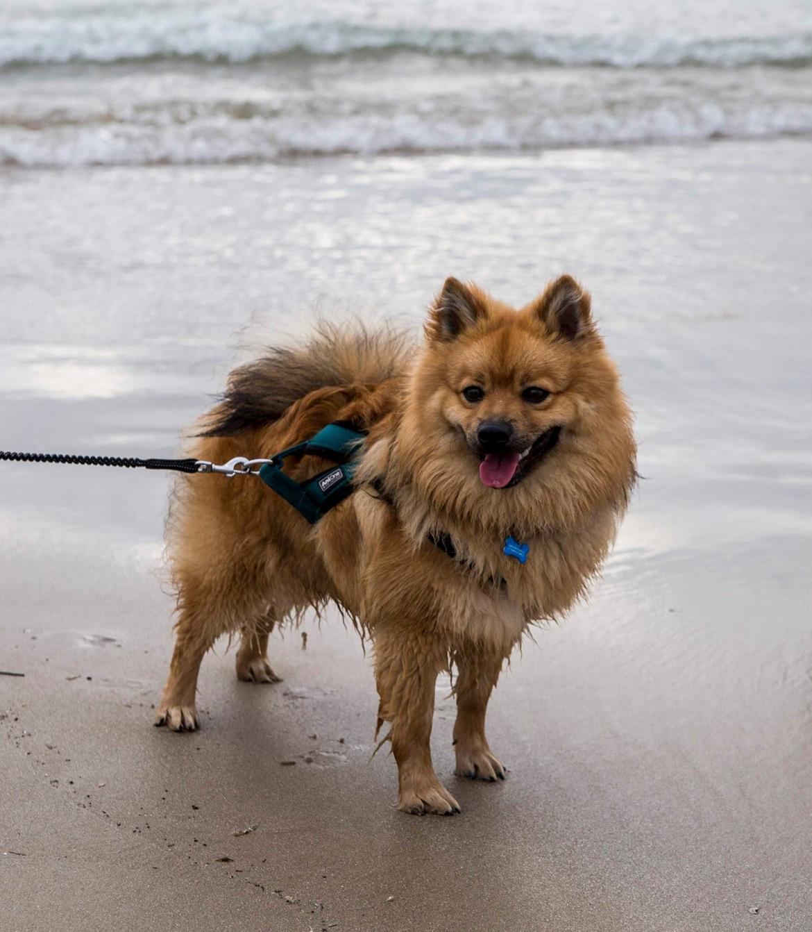 Mittelspitz Ajax billede 3