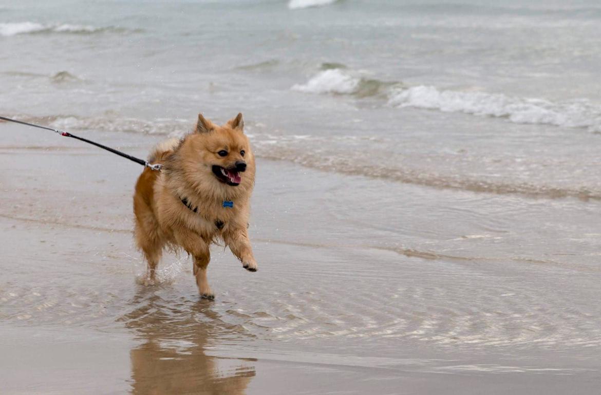 Mittelspitz Ajax billede 11