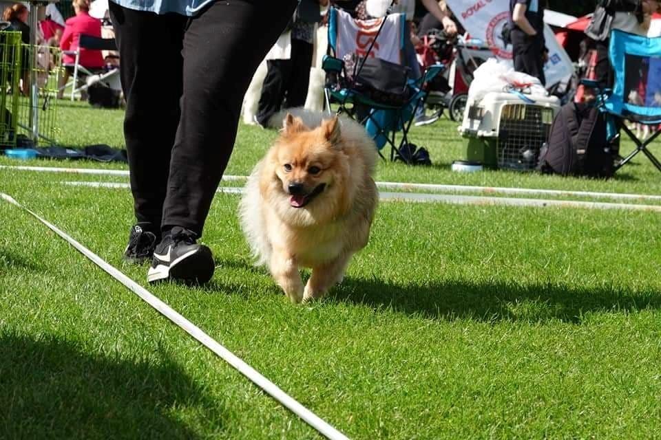 Mittelspitz Ajax billede 12