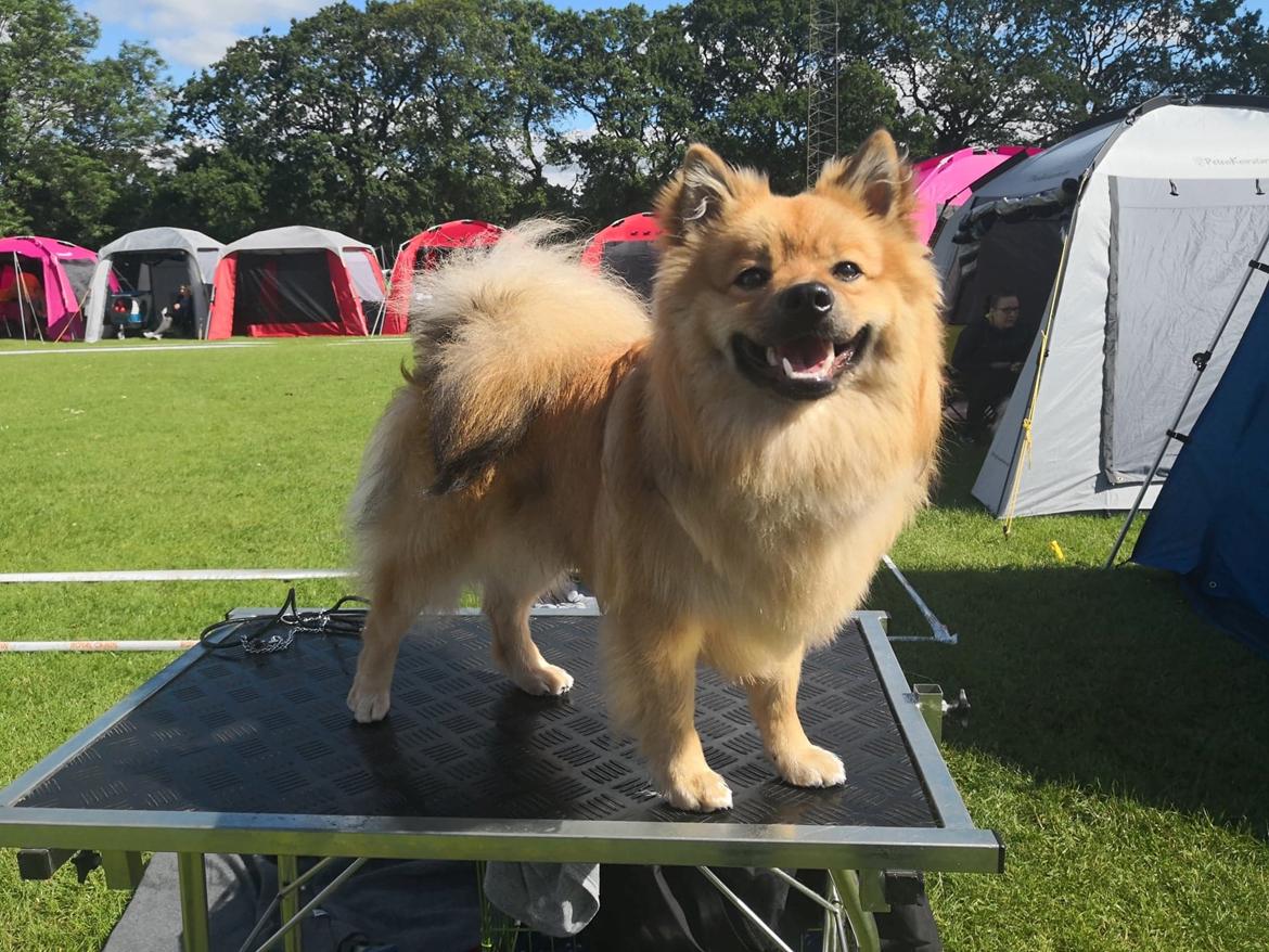 Mittelspitz Ajax billede 5