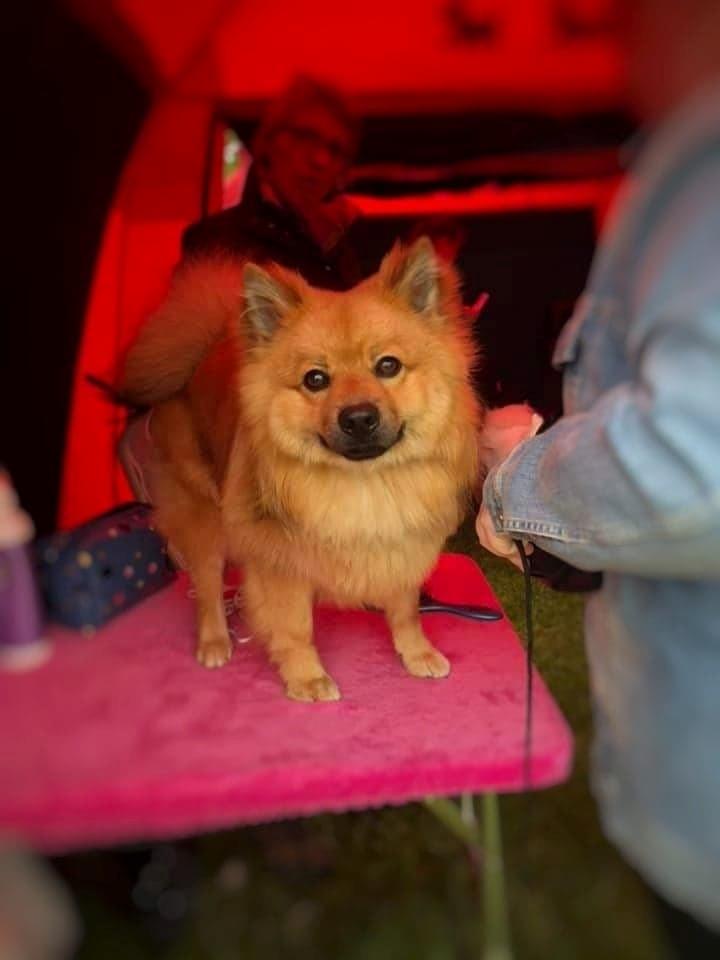 Mittelspitz Ajax billede 7