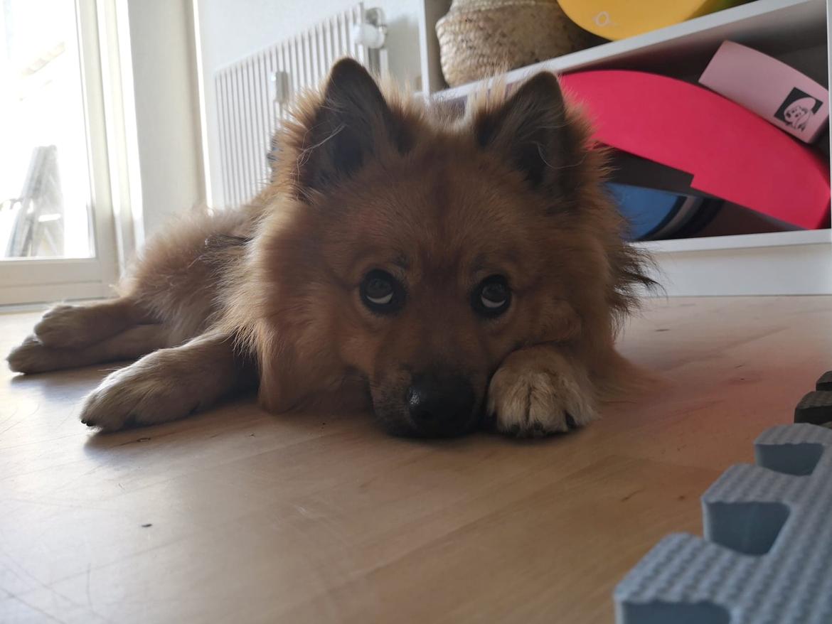 Mittelspitz Ajax billede 13