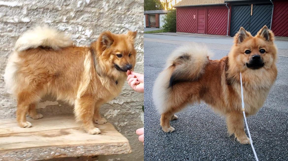 Mittelspitz Ajax billede 15