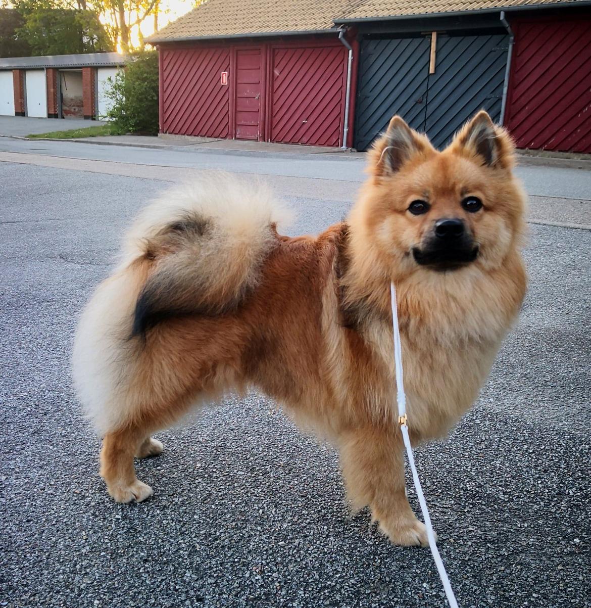 Mittelspitz Ajax billede 8