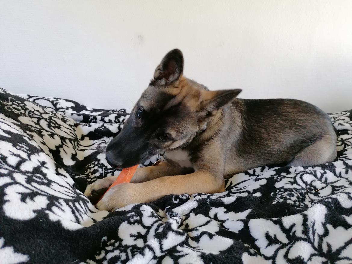 Kishu Amaterasu sai-no kawara billede 11