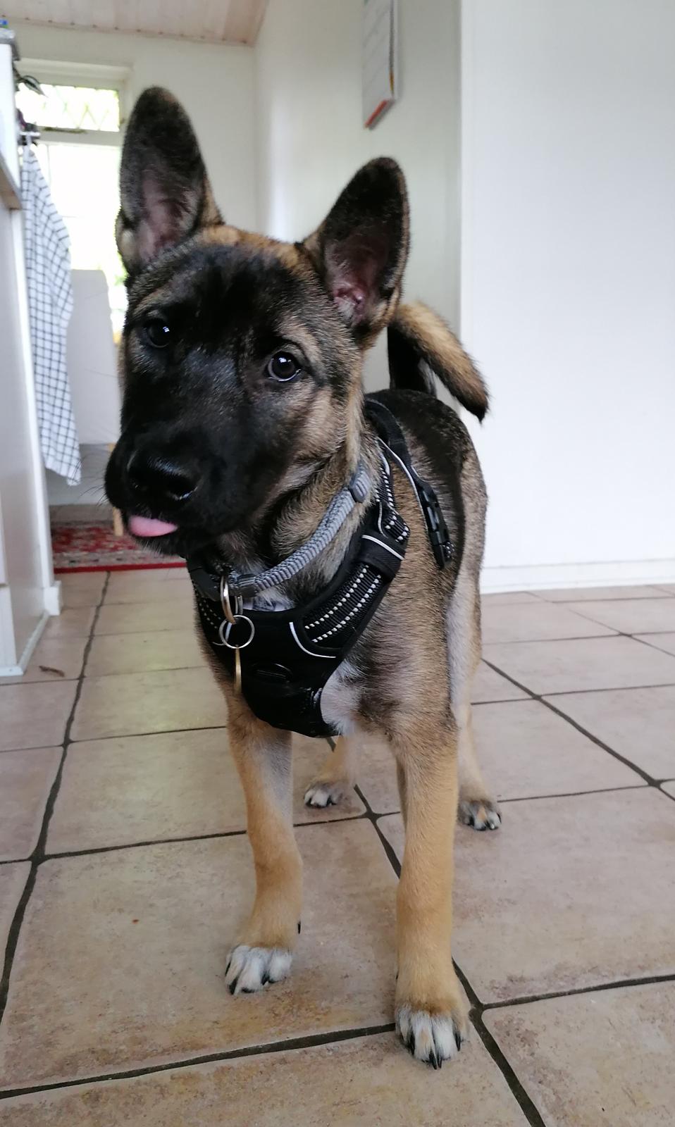 Kishu Amaterasu sai-no kawara billede 12