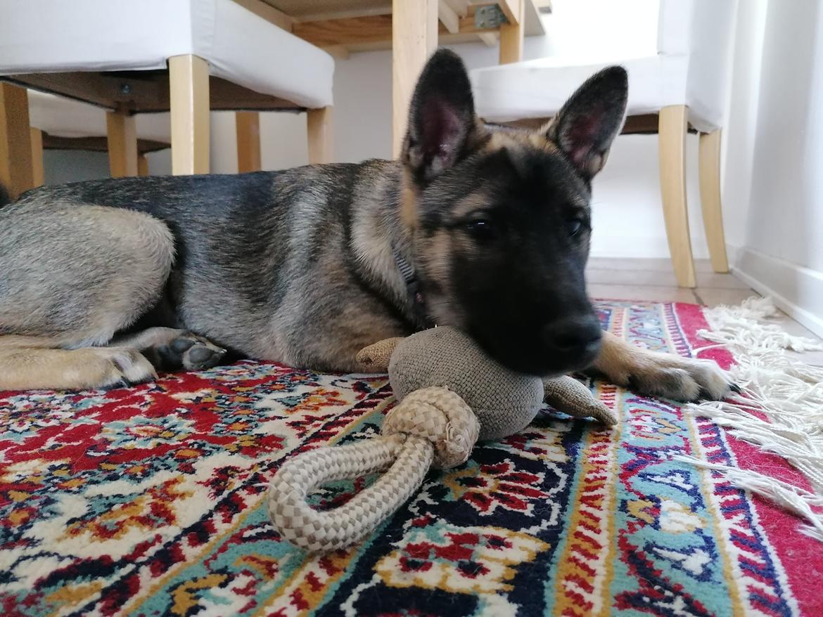 Kishu Amaterasu sai-no kawara billede 17