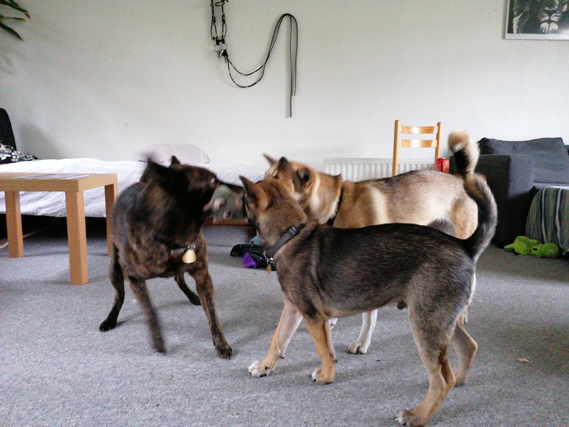 Kishu Amaterasu sai-no kawara billede 18