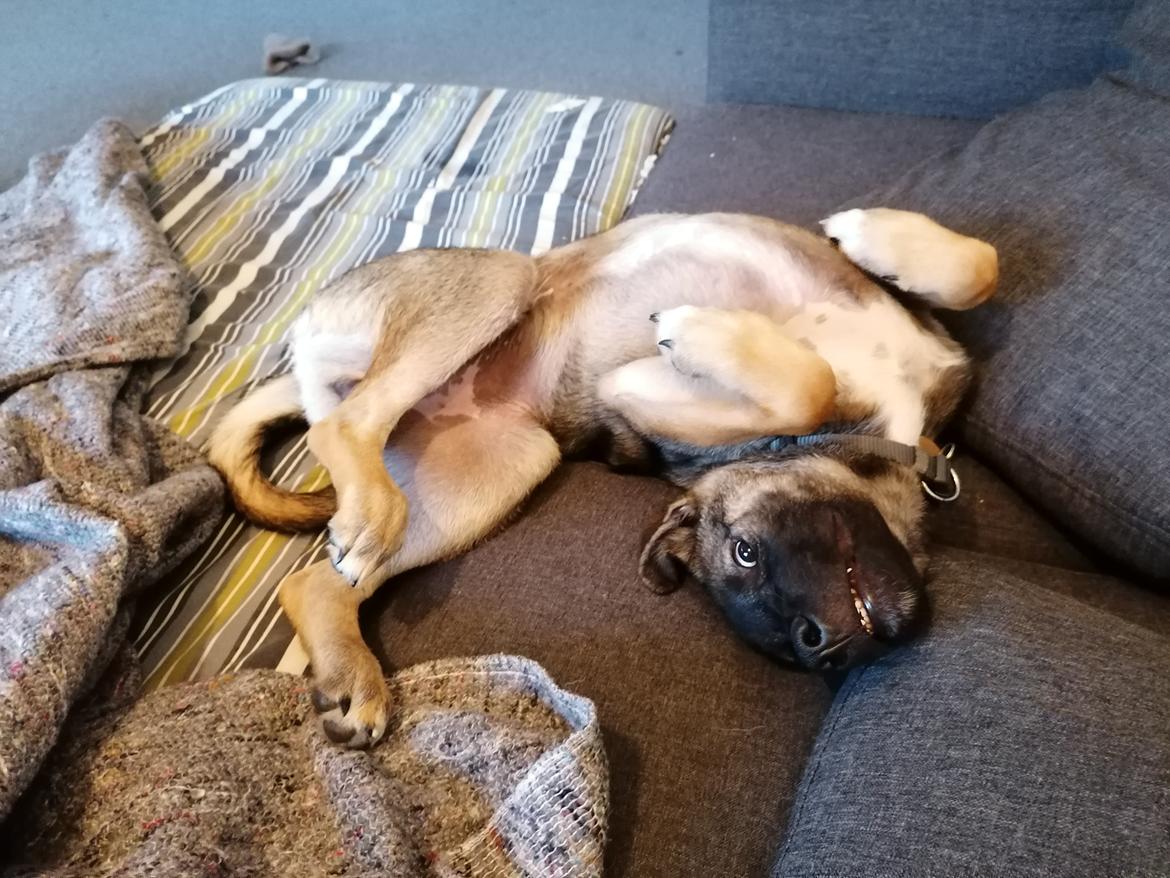 Kishu Amaterasu sai-no kawara billede 10