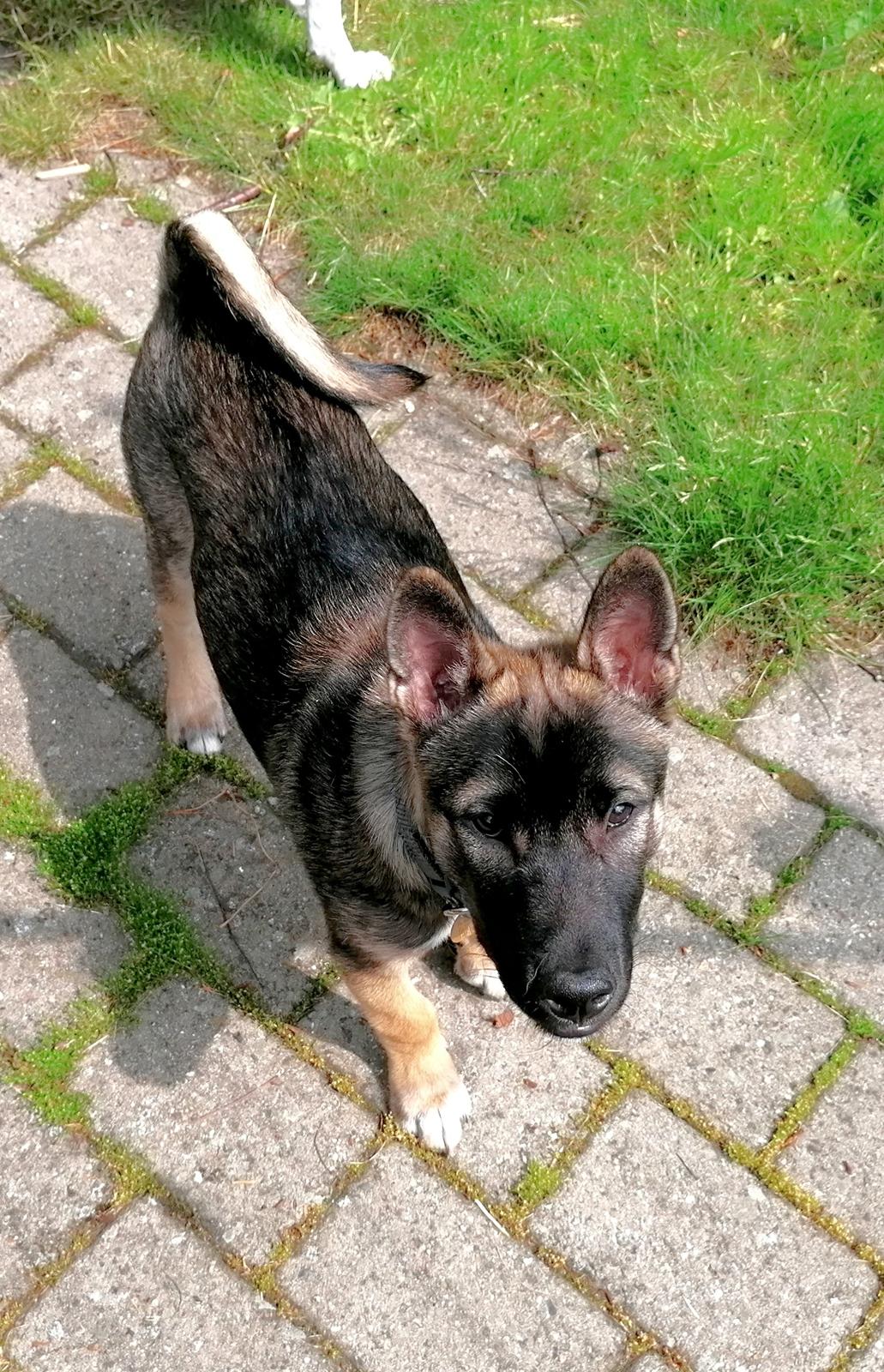 Kishu Amaterasu sai-no kawara billede 19