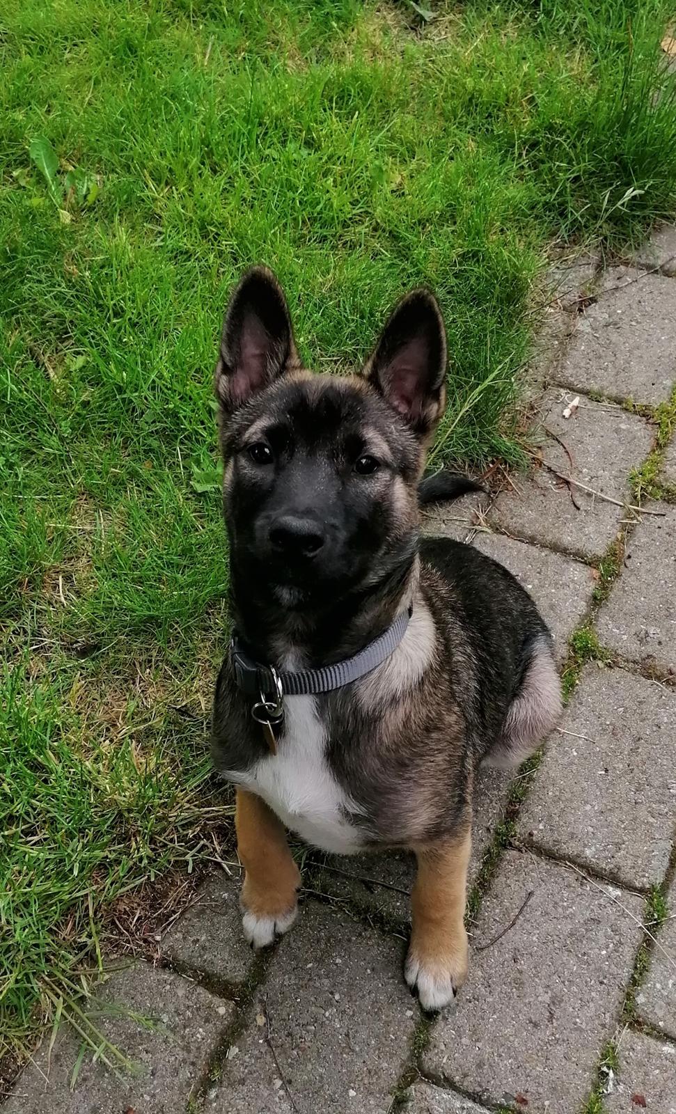 Kishu Amaterasu sai-no kawara billede 20