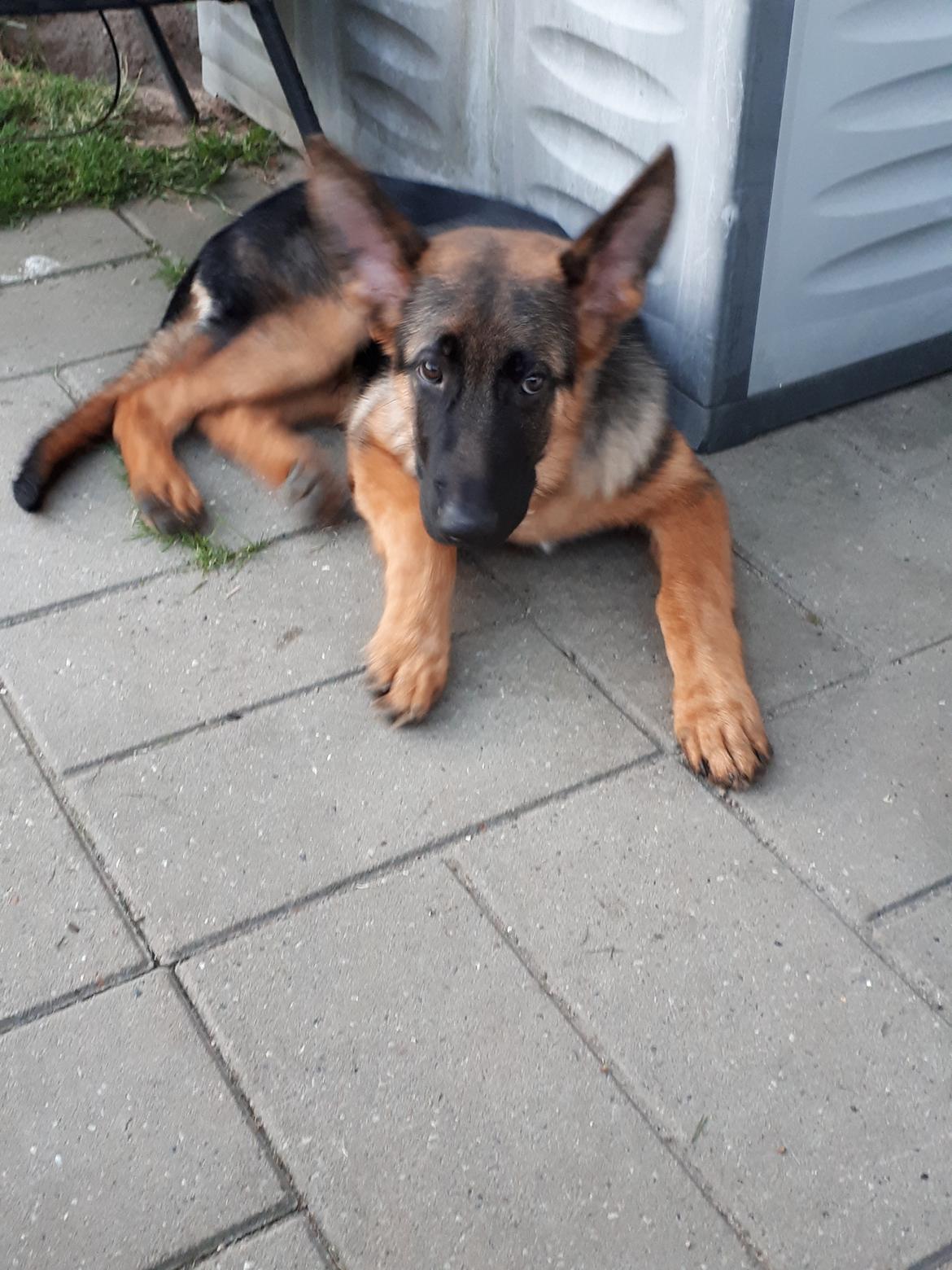Schæferhund Santo jr. billede 27