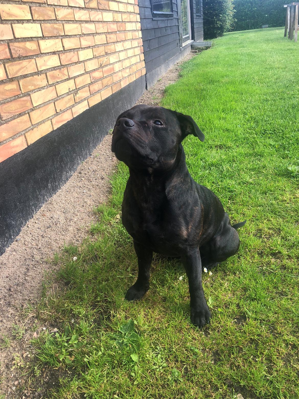 Staffordshire bull terrier Alpha R.I.P billede 16