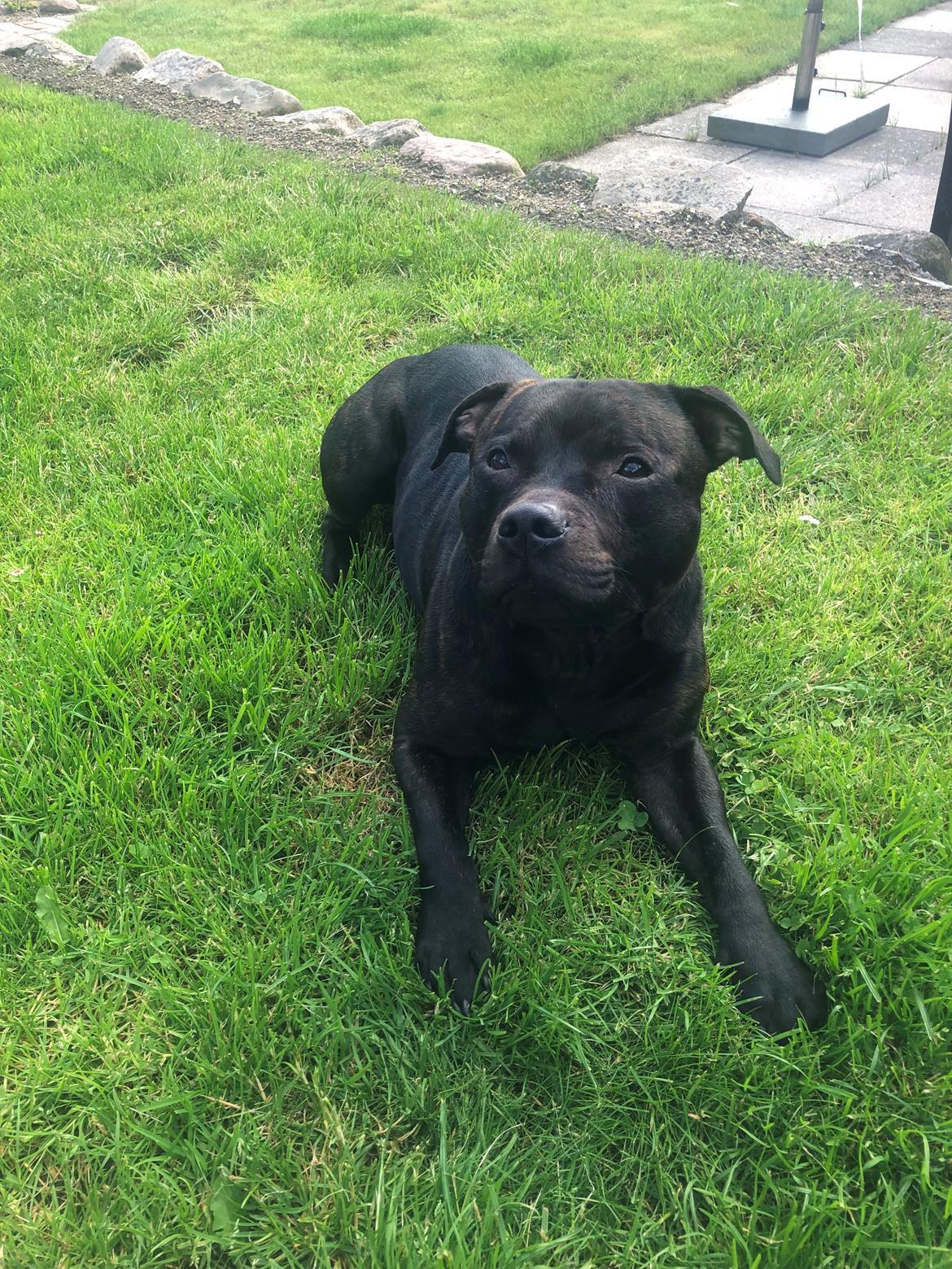 Staffordshire bull terrier Alpha R.I.P billede 17