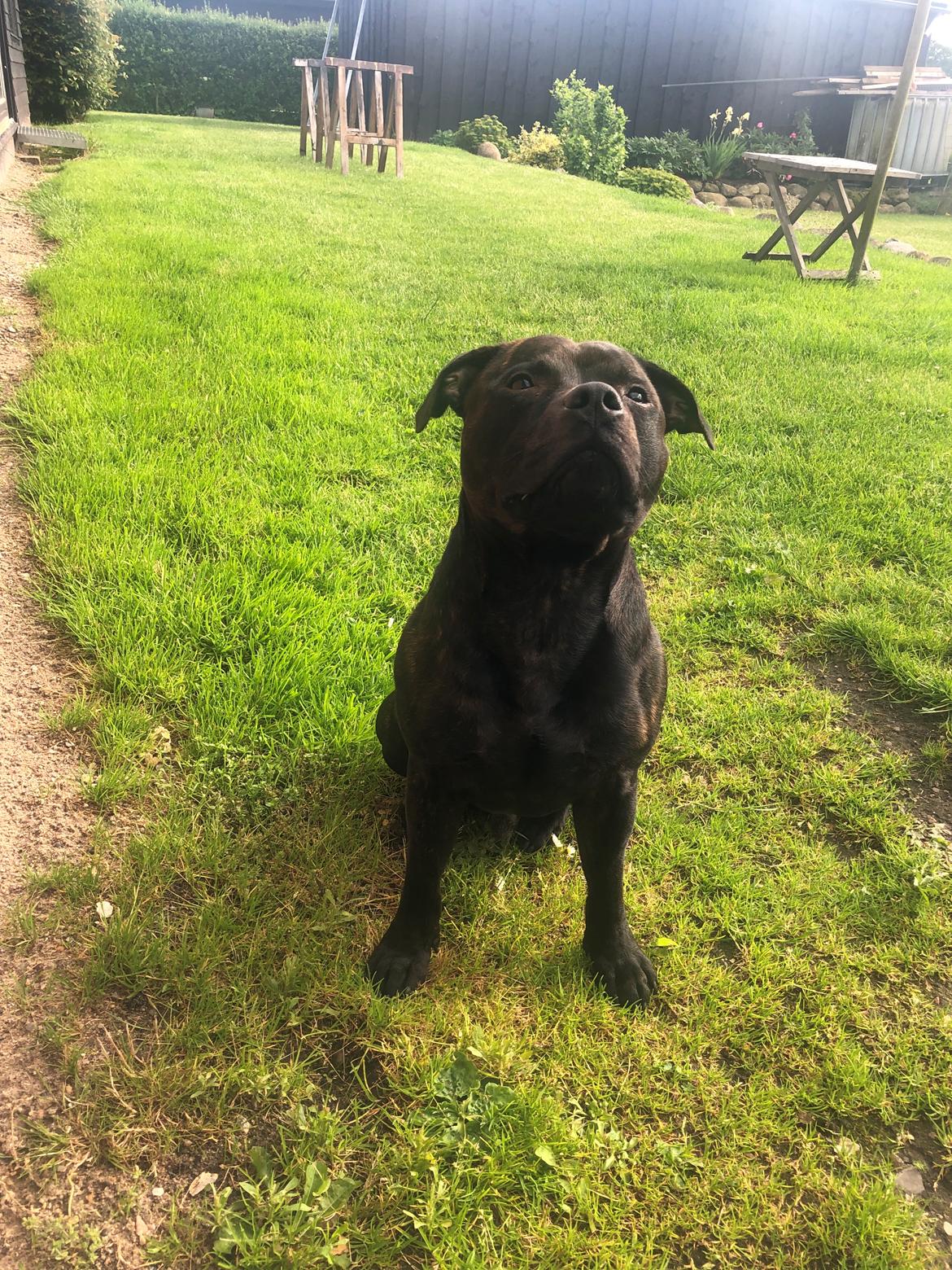 Staffordshire bull terrier Alpha R.I.P billede 18