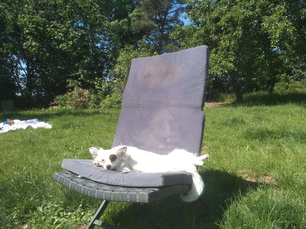 Blanding af racer LaBelle aka Bell Bell billede 10