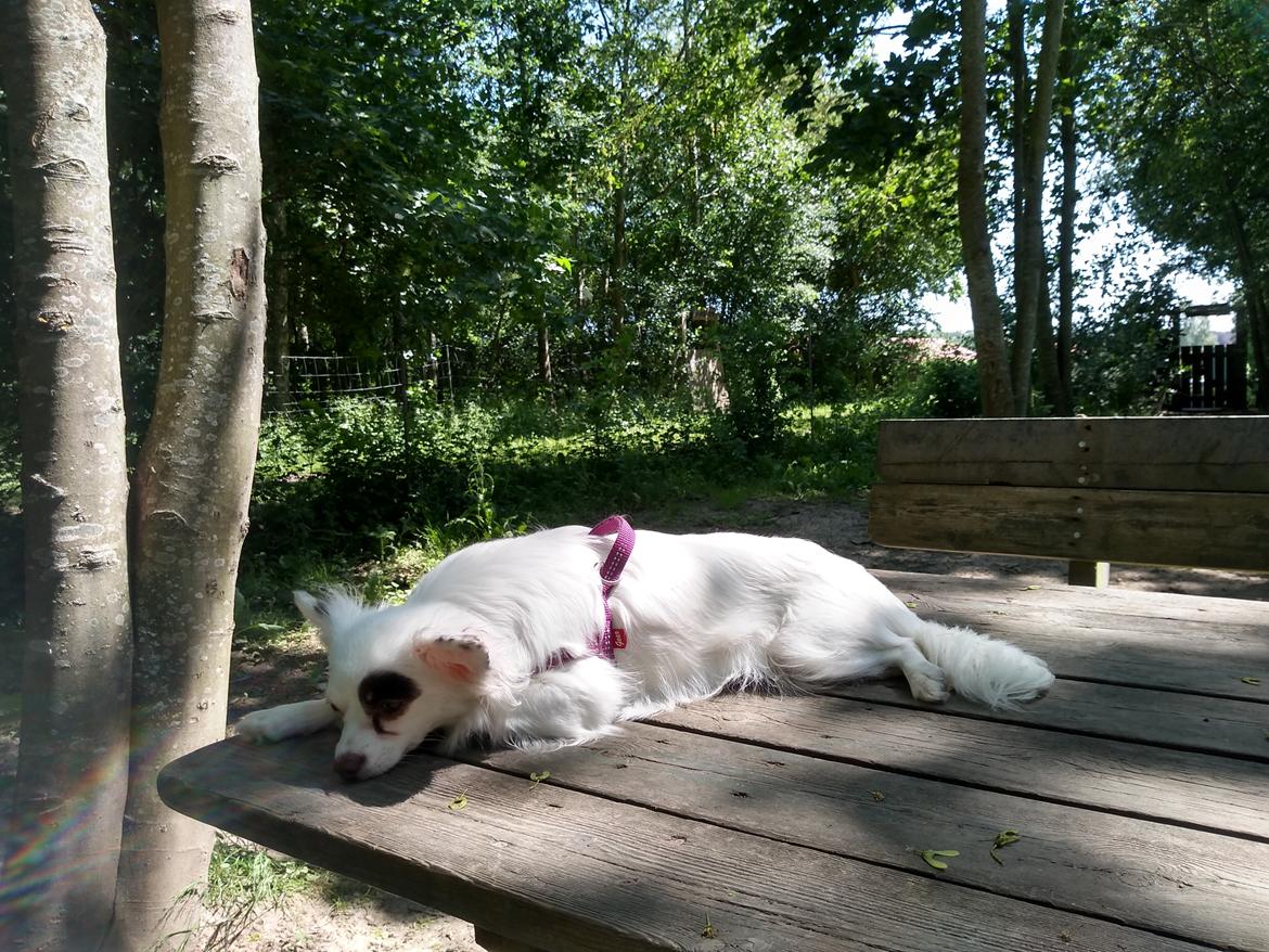 Blanding af racer LaBelle aka Bell Bell billede 11