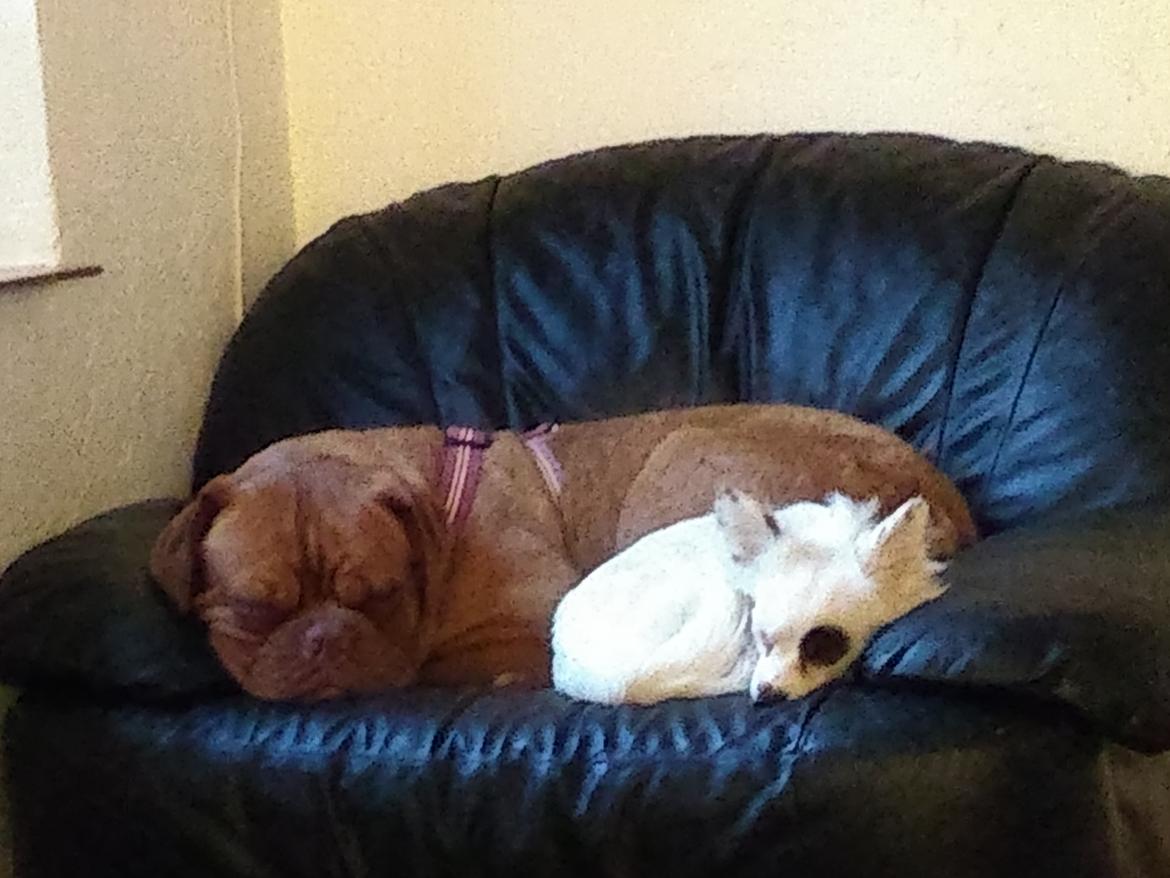 Blanding af racer LaBelle aka Bell Bell billede 13