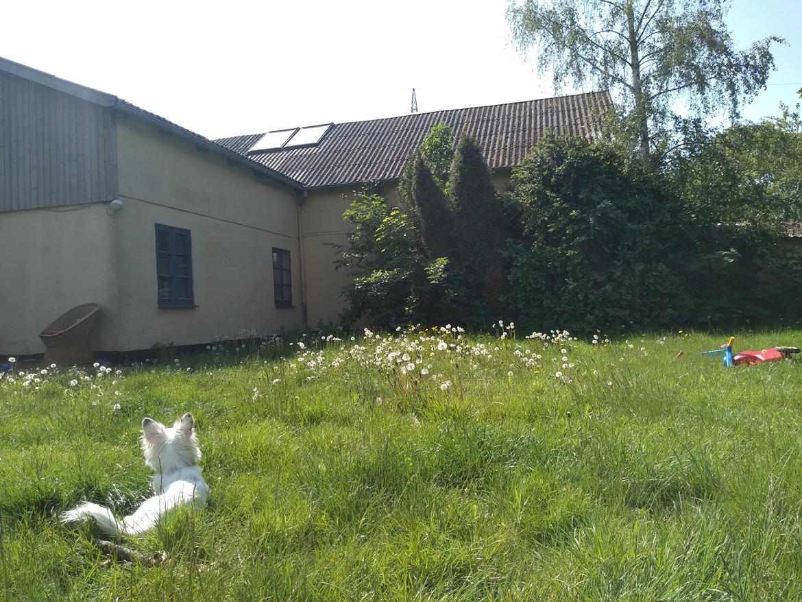 Blanding af racer LaBelle aka Bell Bell billede 14