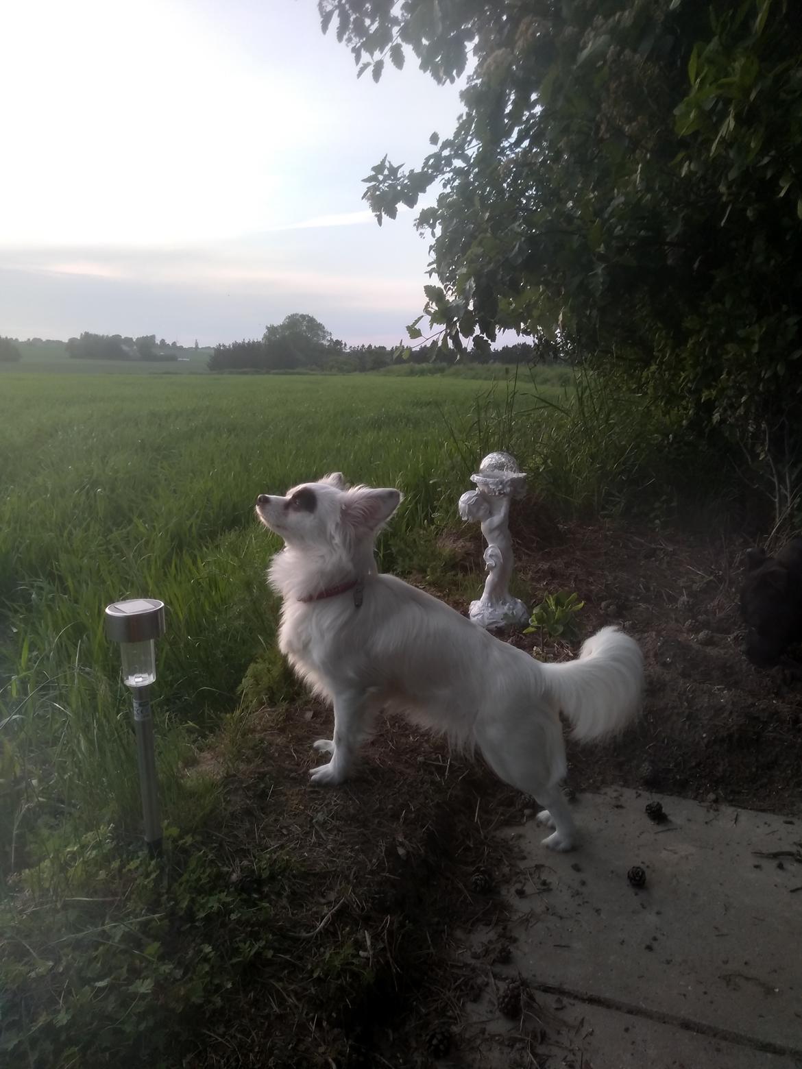 Blanding af racer LaBelle aka Bell Bell billede 12