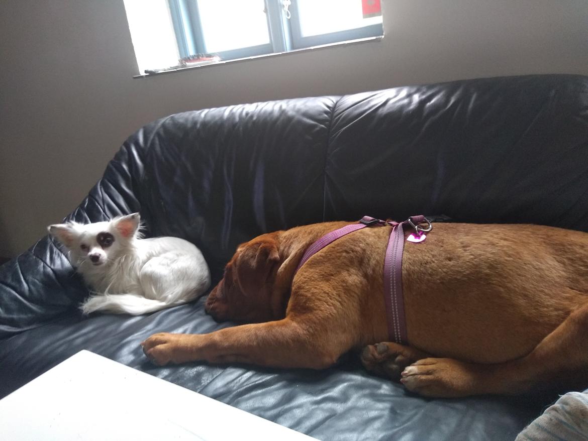 Blanding af racer LaBelle aka Bell Bell billede 15