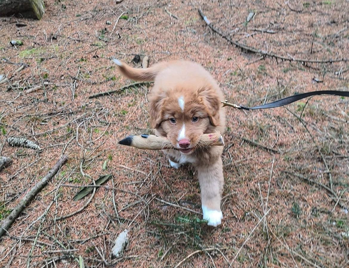 Nova scotia duck tolling retriever Chance billede 1