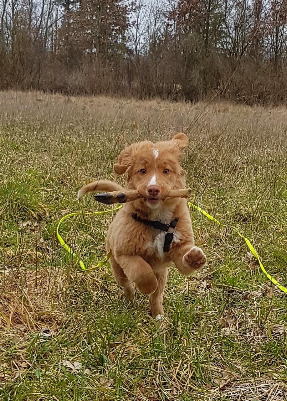 Nova scotia duck tolling retriever Chance billede 2