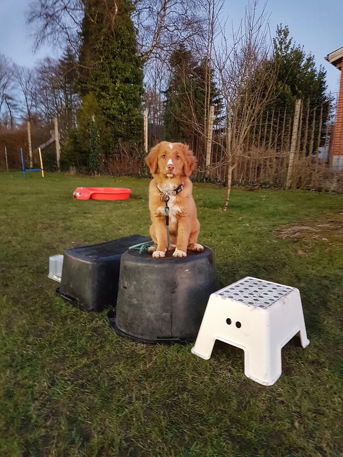 Nova scotia duck tolling retriever Chance billede 3