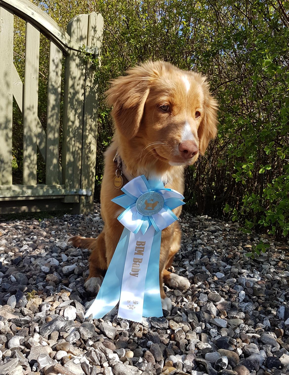 Nova scotia duck tolling retriever Chance billede 4