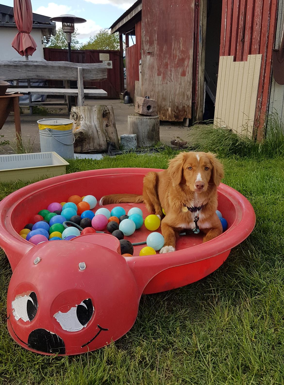 Nova scotia duck tolling retriever Chance billede 5